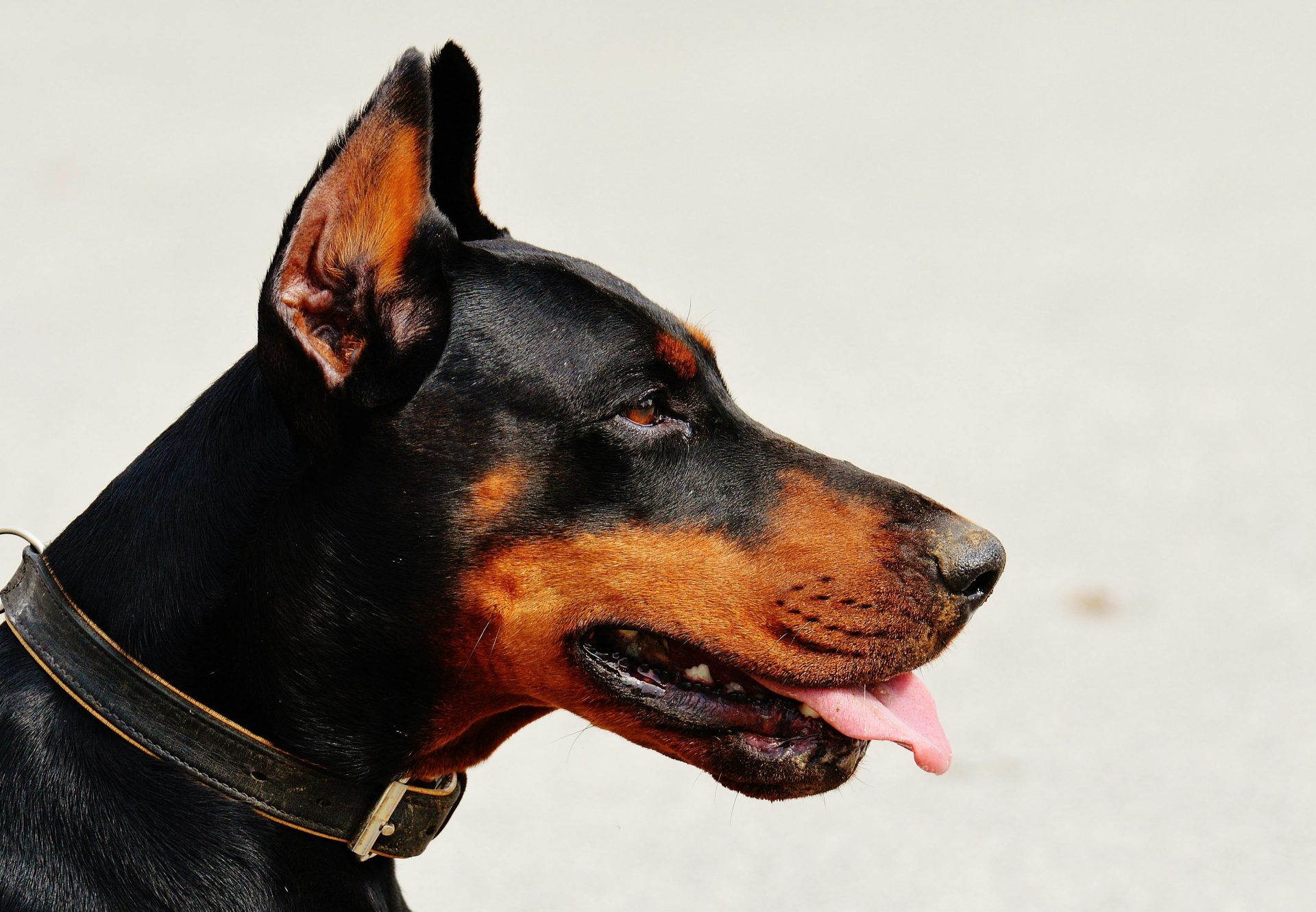 6 raças de cachorro que são as mais inteligentes, segundo a medicina veterinária