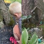 Mãe descobre amizade de menino com animal que vivia dentro de árvore e juntos criam a casa perfeita para o amigo