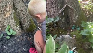 Mãe descobre amizade de menino com animal que vivia dentro de árvore e juntos criam a casa perfeita para o amigo