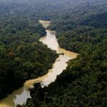 Animal com mais de 8 metros é encontrado na floresta por pesquisadores