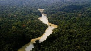 Animal com mais de 8 metros é encontrado na floresta por pesquisadores