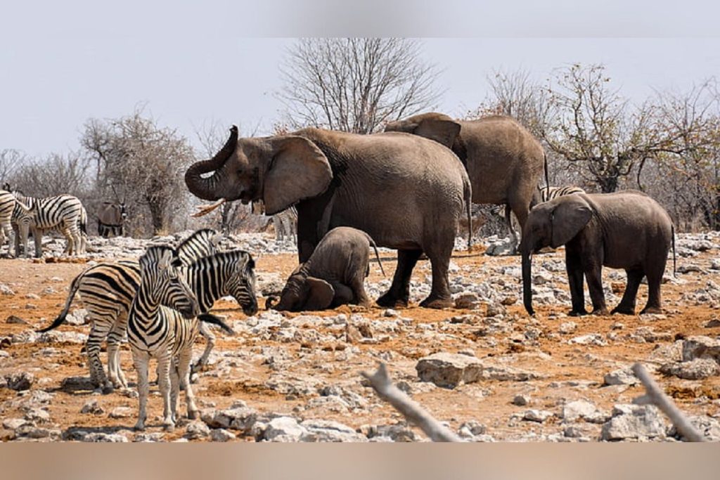 O animal que dorme apenas duas horas por dia e continua cheio de energia