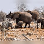 O animal que dorme apenas duas horas por dia e continua cheio de energia