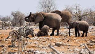 O animal que dorme apenas duas horas por dia e continua cheio de energia