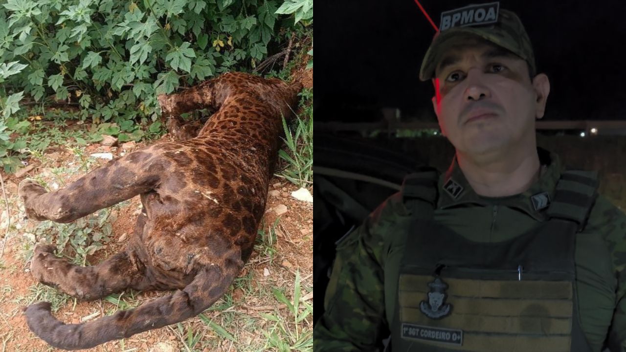 Polícia apreende onça encontrada em Anápolis e revela o que será feito dela