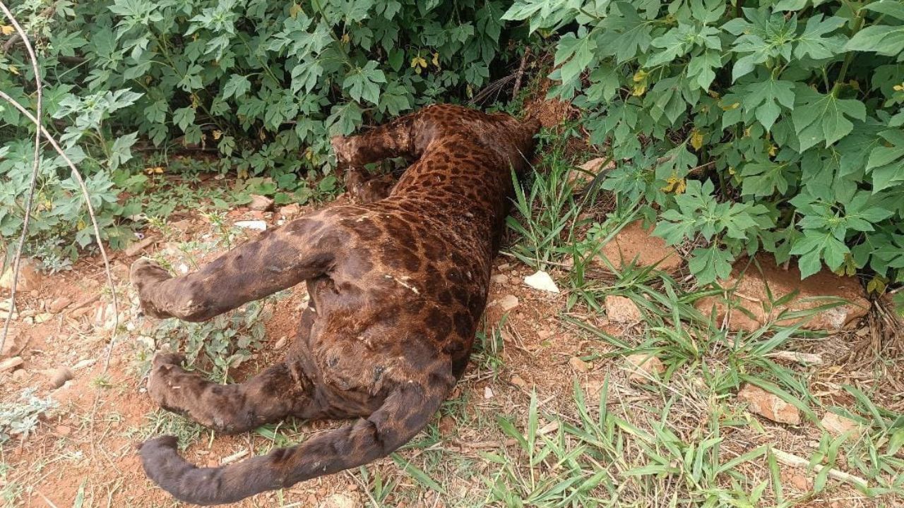 Morador faz descoberta inusitada após encontrar onça em matagal de Anápolis: “abriram a barriga dela”