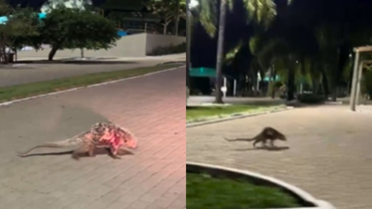 Ouriço é flagrado “passeando” em condomínio de luxo em Anápolis