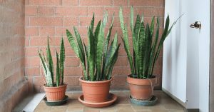 A planta que aguenta meses sem regar e ainda purifica o ambiente