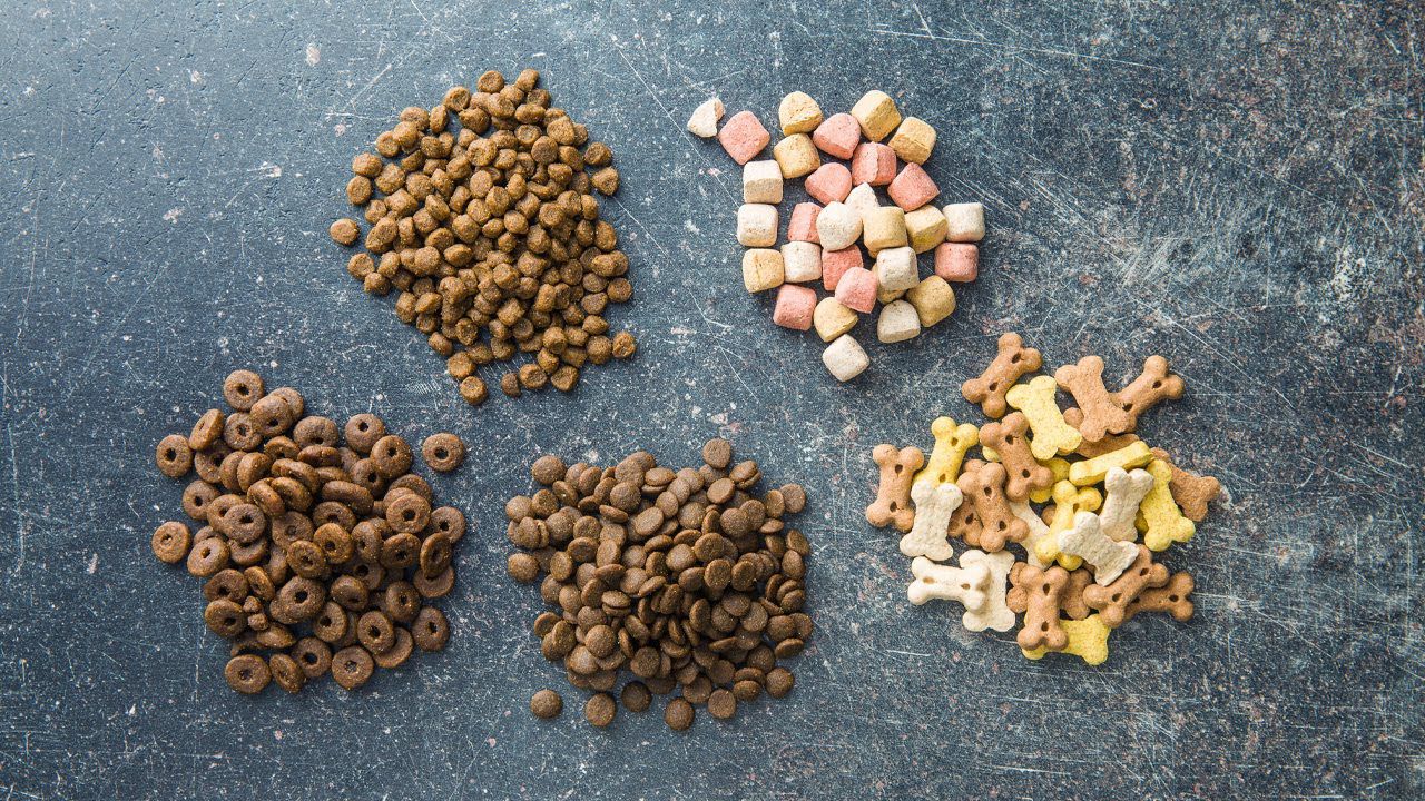 A quantidade de vezes por dia que se deve colocar ração para um cachorro, segundo veterinários