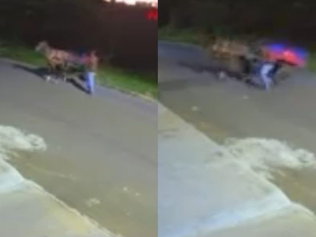 Agressões ao cavalo foram registradas por câmeras de segurança. (Foto: Reprodução)