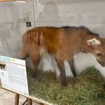 Exposição do Memorial do Cerrado chega à Câmara de Anápolis