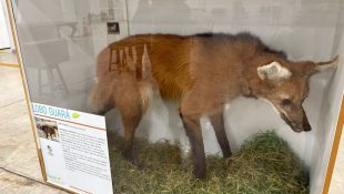 Exposição do Memorial do Cerrado chega à Câmara de Anápolis