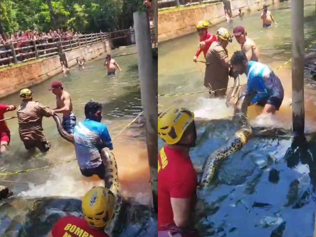 Resgate da sucuri durou cerca de 40 minutos. (Foto: Reprodução)