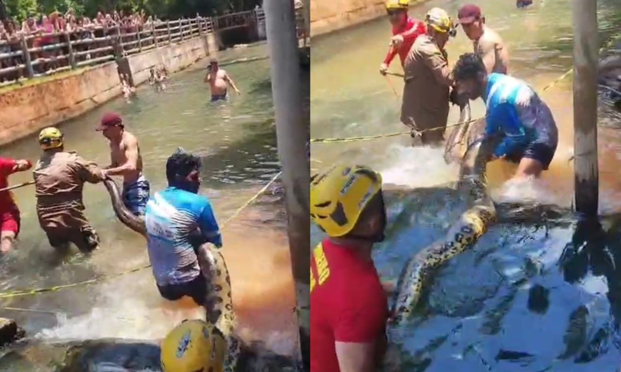 Resgate da sucuri durou cerca de 40 minutos. (Foto: Reprodução)
