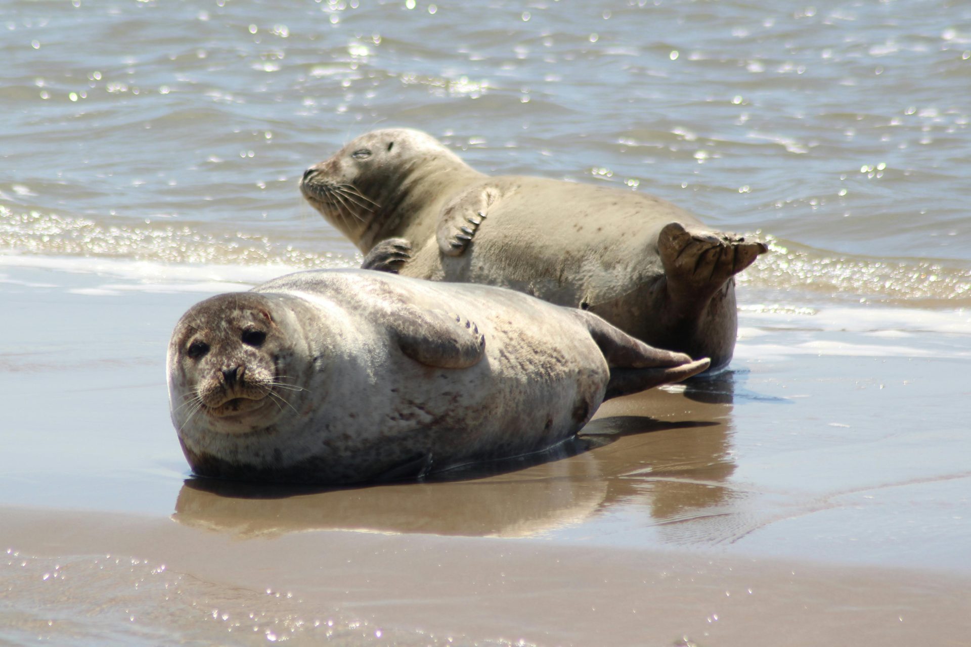 O animal que dorme apenas duas horas por dia e continua cheio de energia