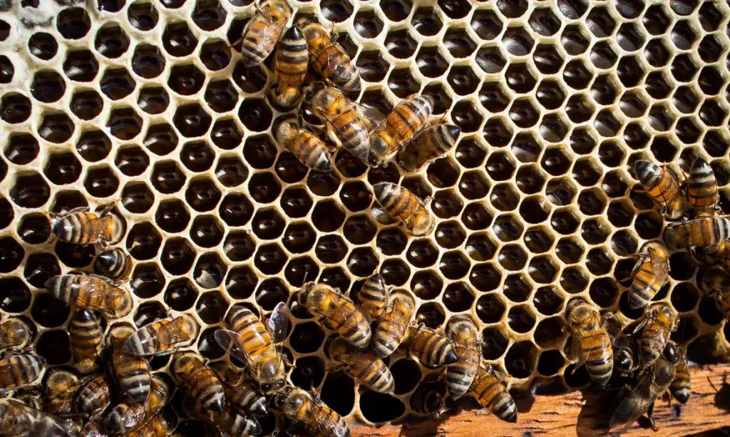 Estudo mostra que veneno de abelha pode ser capaz de eliminar 100% das células de câncer