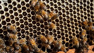 Estudo mostra que veneno de abelha pode ser capaz de eliminar 100% das células de câncer