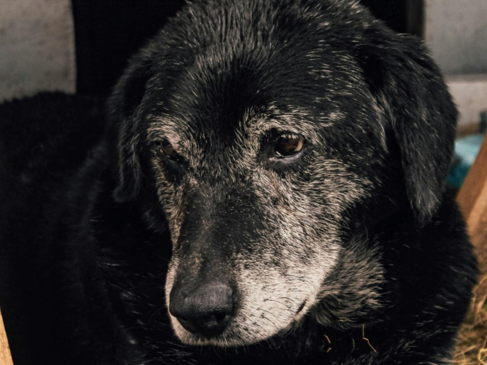 Dia do Cão Idoso reforça debate sobre responsabilidade e proteção animal