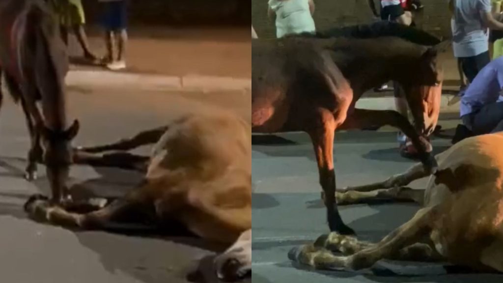 Cena comoveu após cavalo ser visto tentando "reanimar" a égua. (Foto: Reprodução/O Popular)