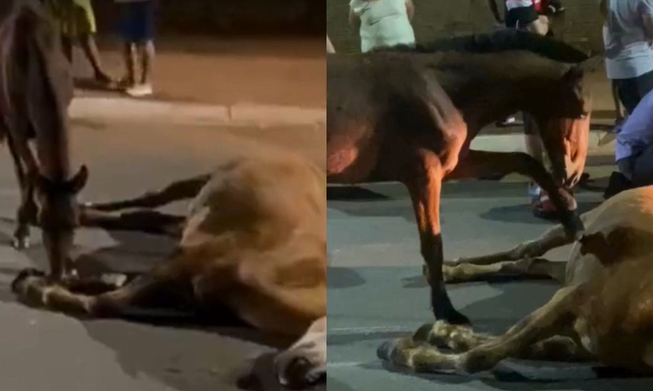 Cena comoveu após cavalo ser visto tentando "reanimar" a égua. (Foto: Reprodução/O Popular)