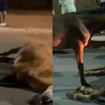 Cena comoveu após cavalo ser visto tentando "reanimar" a égua. (Foto: Reprodução/O Popular)