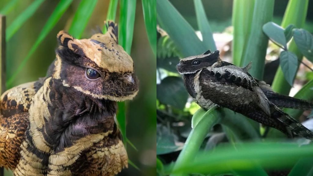Conheça o pássaro que parece ter saído do filme Como Treinar o Seu Dragão