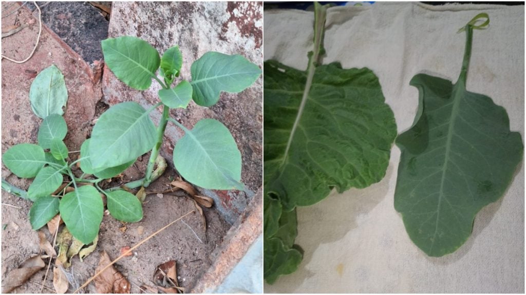 Família vai parar no hospital após descobrir que “couve” plantada em casa era venenosa