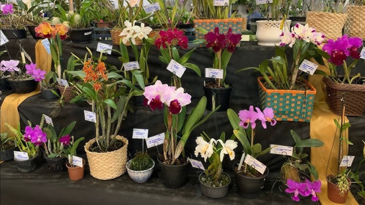 Conheça a cidade goiana conhecida no Brasil inteiro como a capital das orquídeas