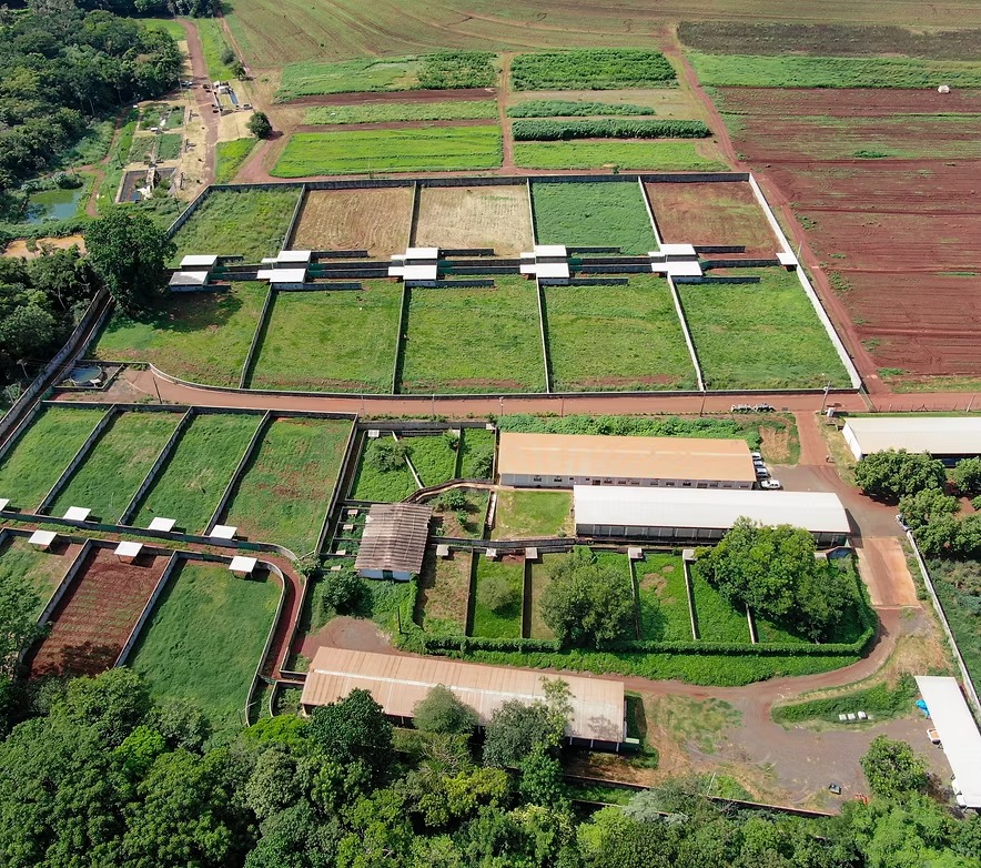 Conheça a cidade que se destaca por ser a maior criadora de veados do Brasil