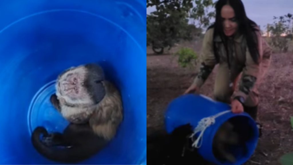 Macaco Francisco foi capturado e realocado em zona rural. (Foto: @dra_selvagem)