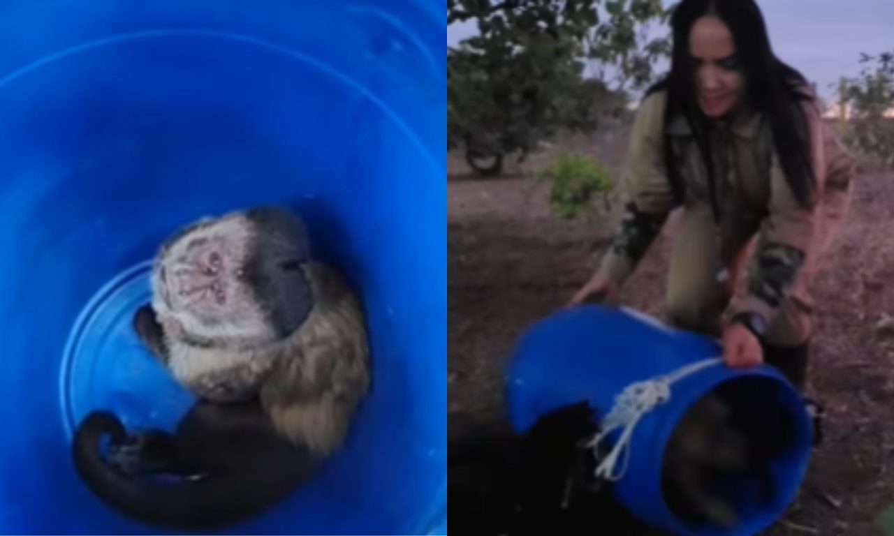 Macaco Francisco foi capturado e realocado em zona rural. (Foto: @dra_selvagem)