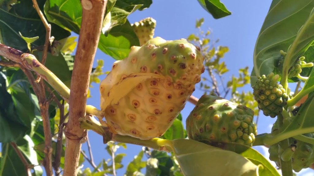 A fruta brasileira deliciosa que é proibida em vários países e pode até causar prisão em alguns lugares