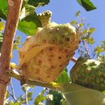 A fruta brasileira deliciosa que é proibida em vários países e pode até causar prisão em alguns lugares
