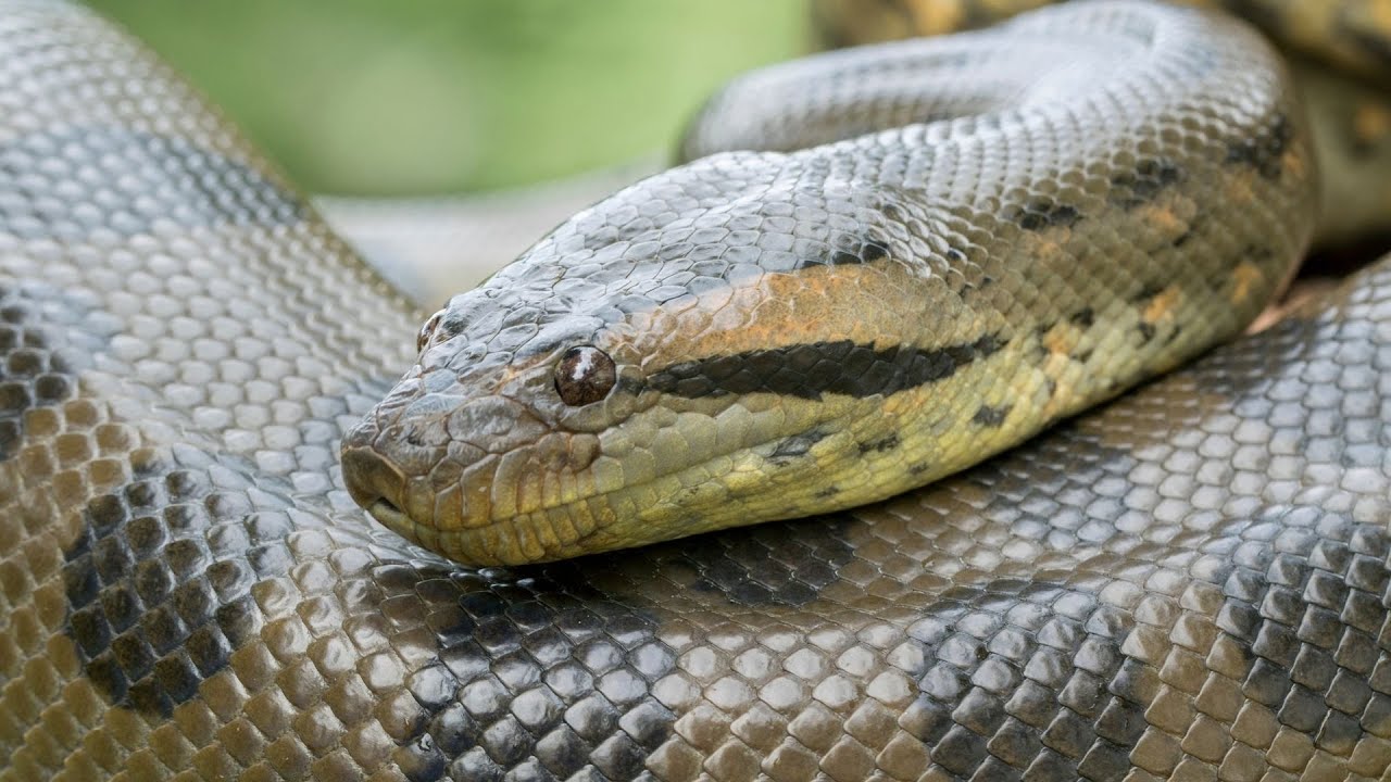 anaconda verde do norte