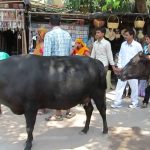O curioso país onde as vacas têm identidade própria e quem as confunde pode ser multado