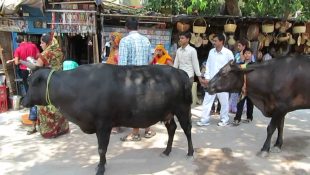 O curioso país onde as vacas têm identidade própria e quem as confunde pode ser multado