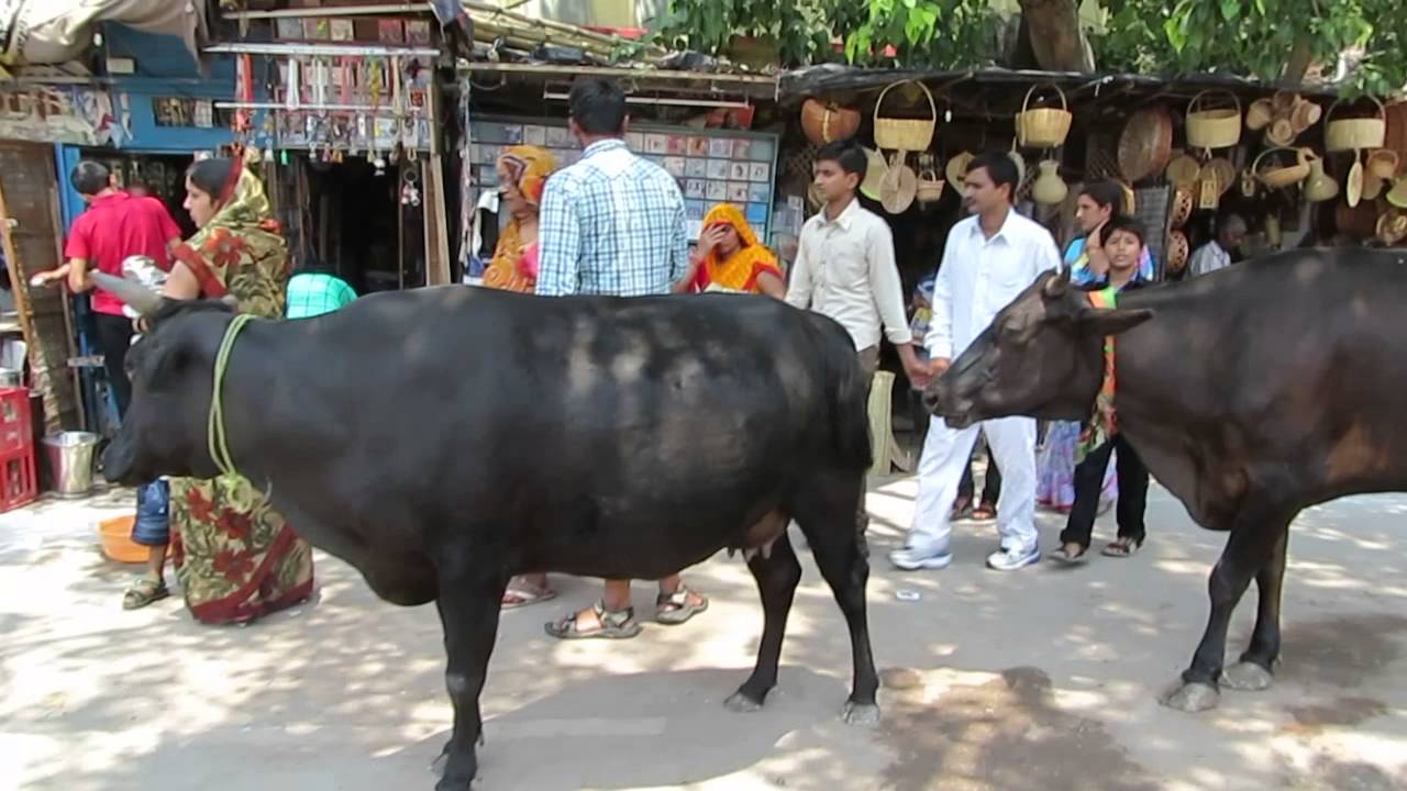 O curioso país onde as vacas têm identidade própria e quem as confunde pode ser multado