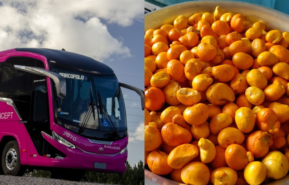 Empresa goiana proíbe transporte de pequi em ônibus, mas volta atrás após repercussão