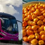 Empresa goiana proíbe transporte de pequi em ônibus, mas volta atrás após repercussão