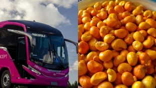 Empresa goiana proíbe transporte de pequi em ônibus, mas volta atrás após repercussão