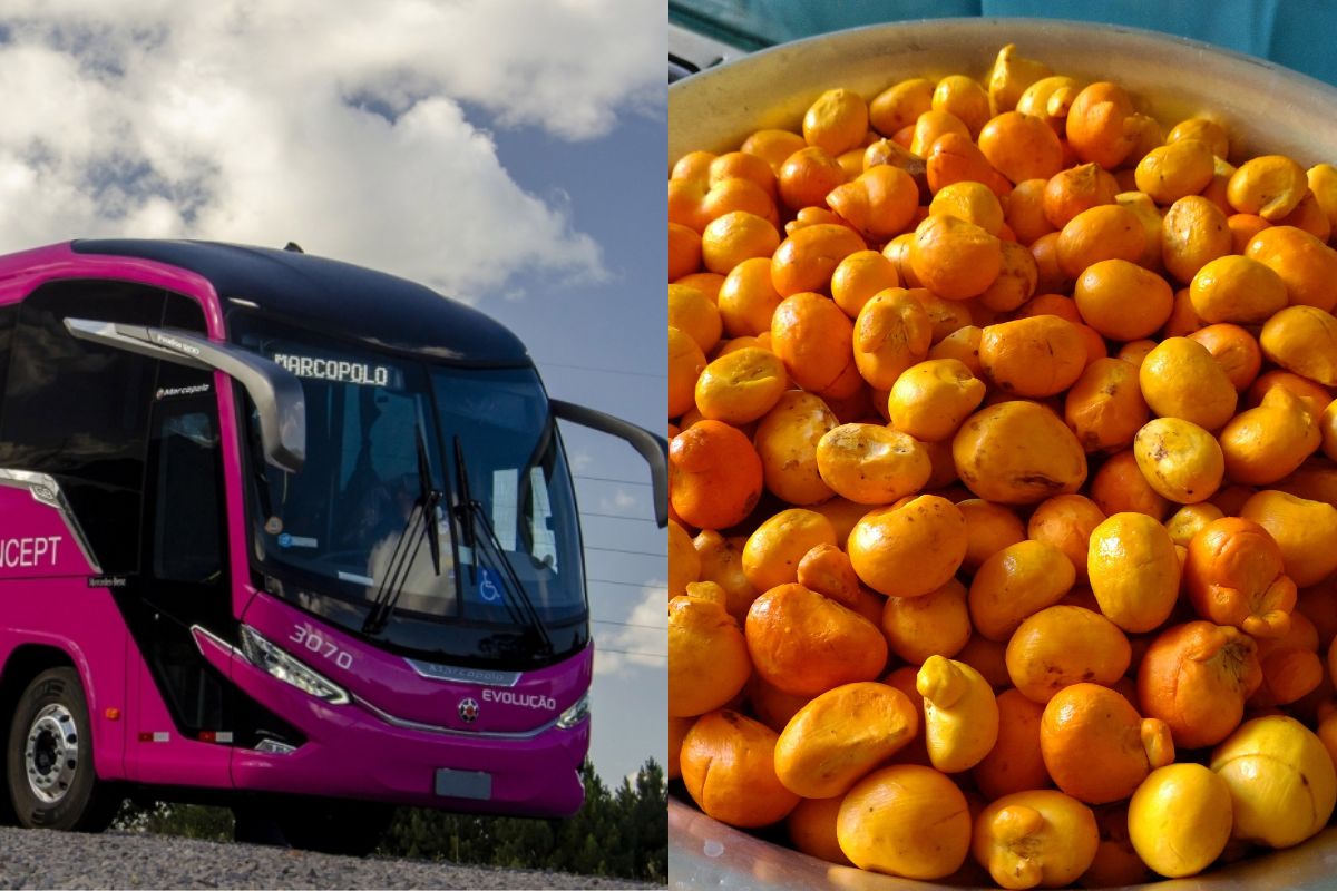 Empresa goiana proíbe transporte de pequi em ônibus, mas volta atrás após repercussão