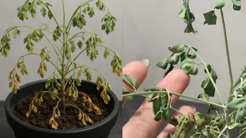 Mulher volta de viagem e descobre traição do namorado de maneira inusitada