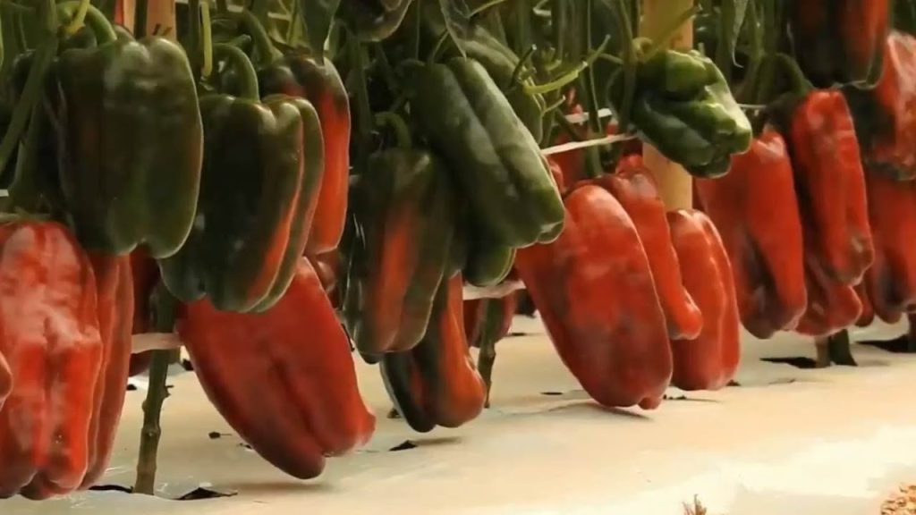 Verde, vermelho ou amarelo? Entenda as diferenças entre os tipos de pimentão e como usar cada um