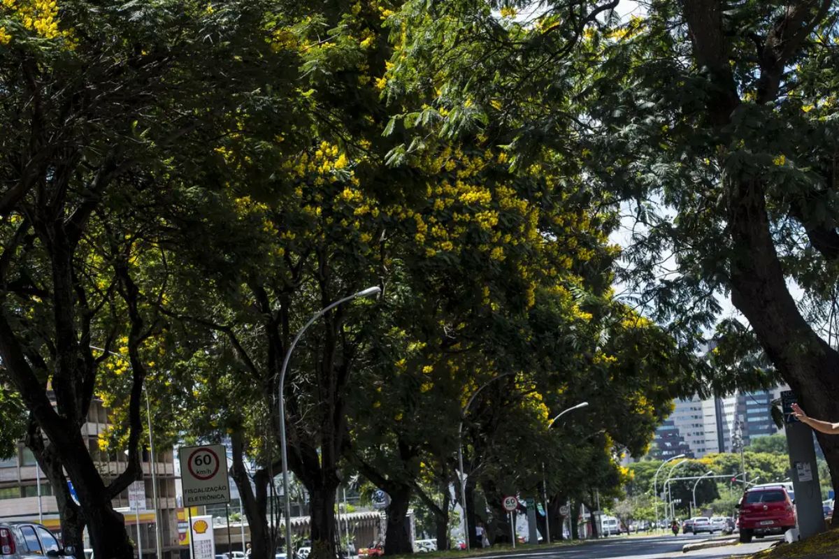 COP30: Brasil lança plano nacional para aumentar arborização urbana