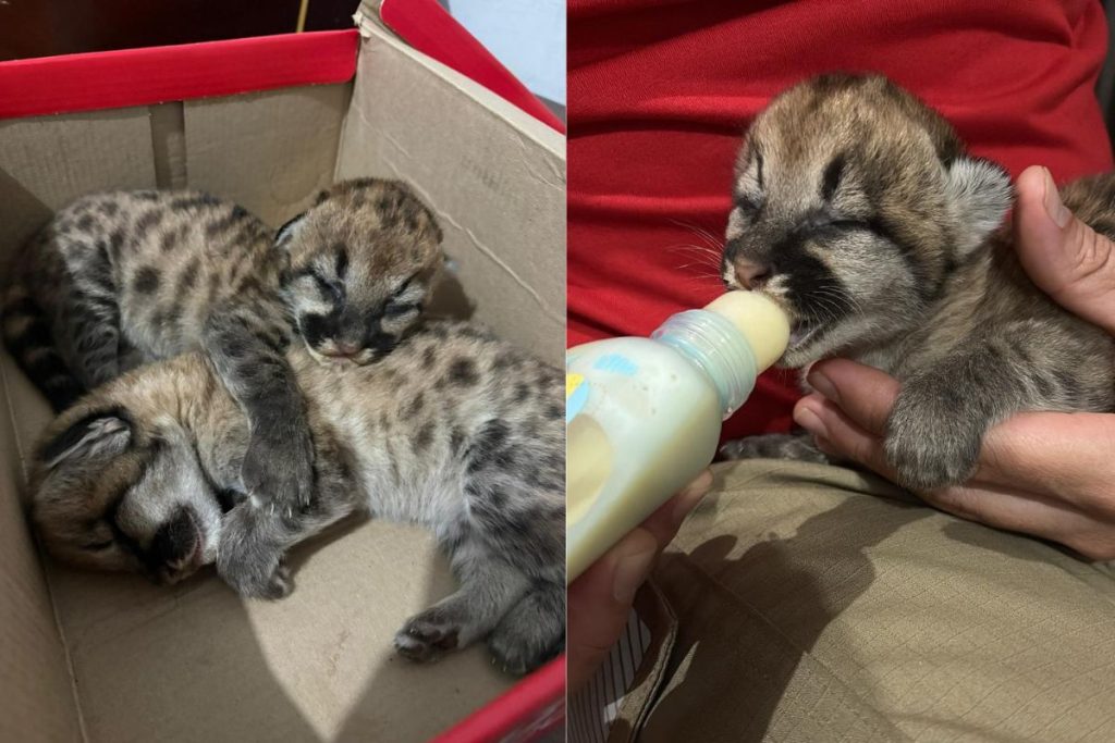 Filhotes de onça-parda são resgatados pelo Corpo de Bombeiros em Goiás