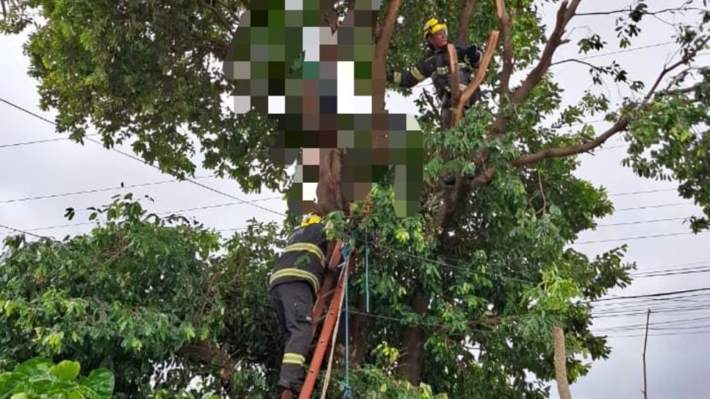 Jovem de 28 anos morre eletrocutado após subir em árvore em Caldas Novas