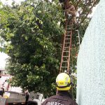 Jovem de 28 anos morre eletrocutado após subir em árvore em Caldas Novas