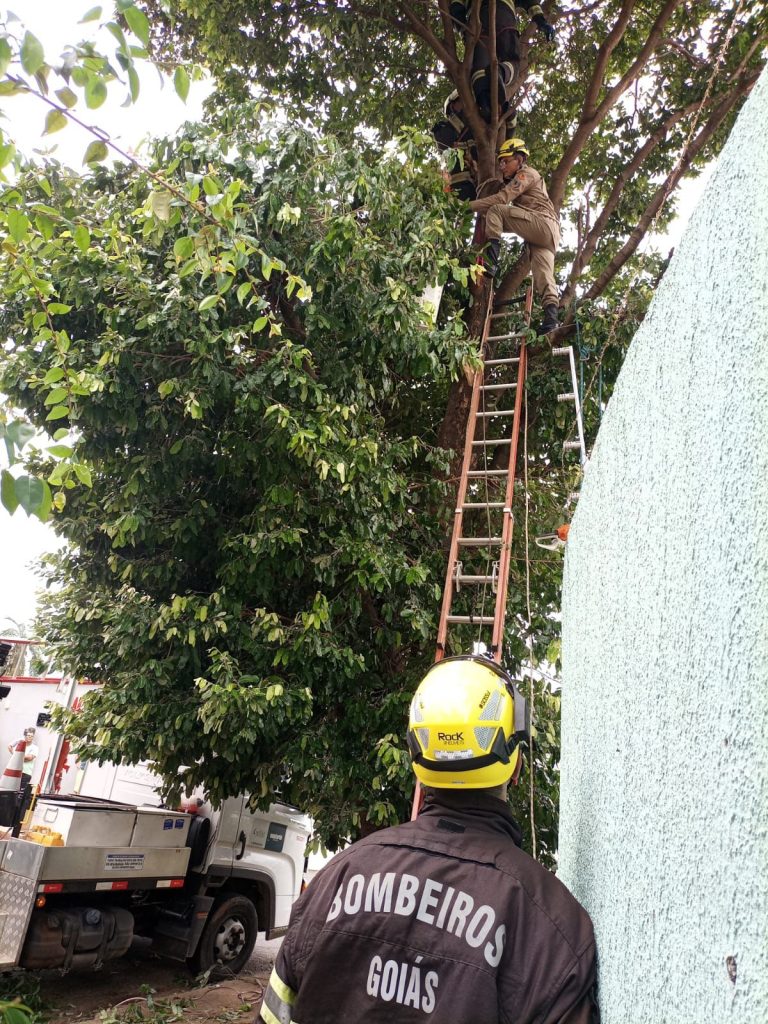 Jovem de 28 anos morre eletrocutado após subir em árvore em Caldas Novas