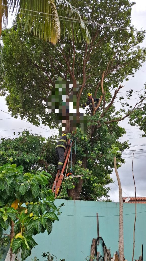 Jovem de 28 anos morre eletrocutado após subir em árvore em Caldas Novas