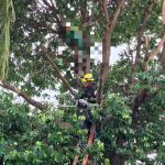 Jovem de 28 anos morre eletrocutado após subir em árvore em Caldas Novas